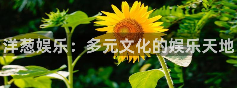 琳琅娱乐平台管网入口：洋葱娱乐：多元文化的娱乐天地